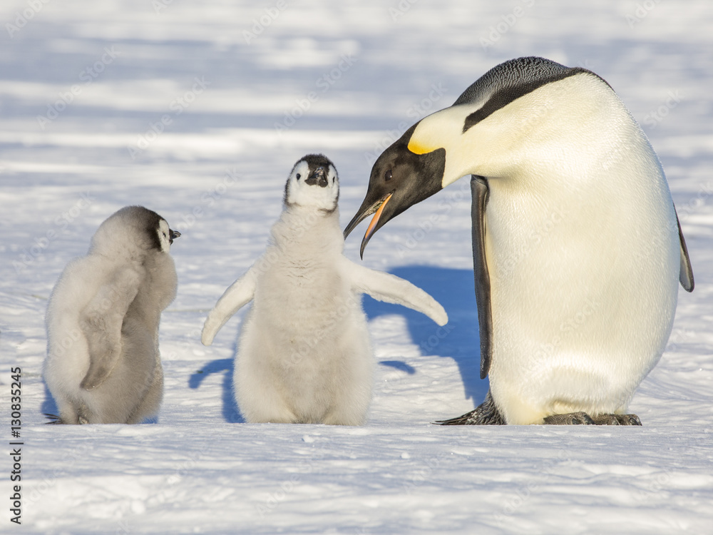 Obraz premium Emperor Penguins on the frozen Weddell Sea, Antarctica