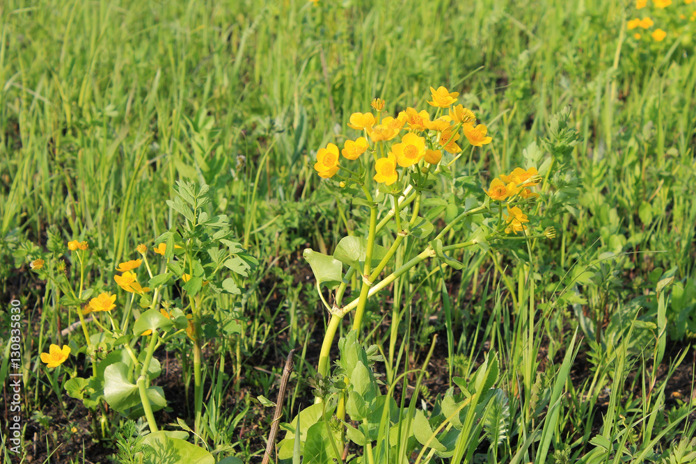 Marsh Marigold (Caltha palustris) Marsh Marigold (Caltha palustris)