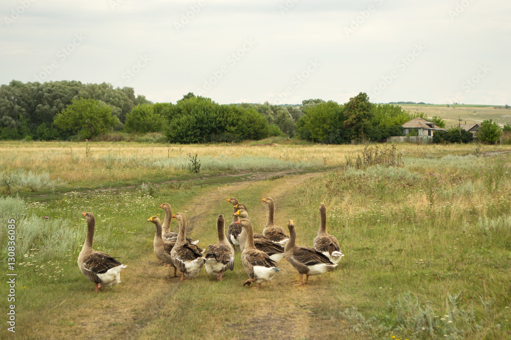 Domestic geese go to their farm Domestic geese go to their farm