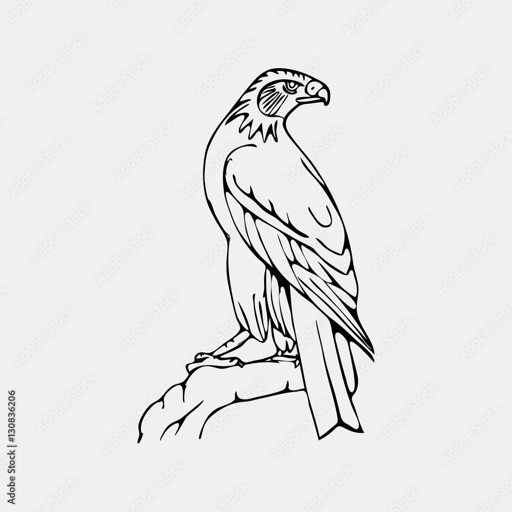Obraz premium Hand-drawn pencil graphics, vulture, eagle, osprey, falcon, hawk, bird predator