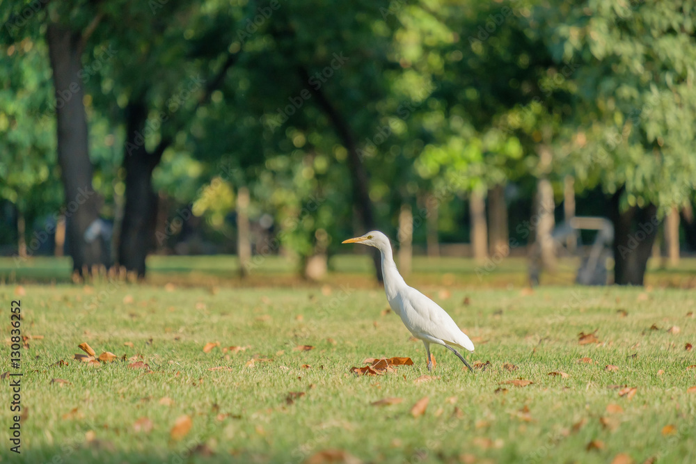 Obraz premium Egret foraging walk.