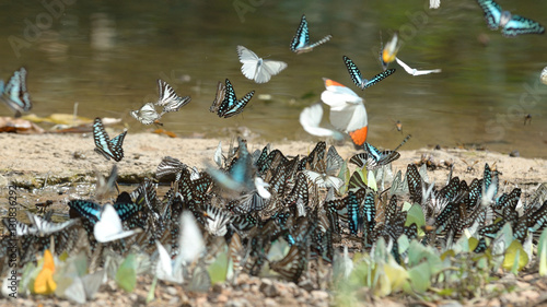 butterfly group
