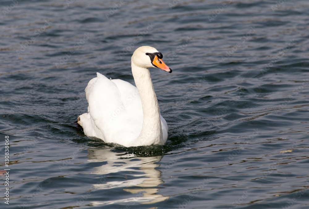 White swan on the lake in autumn White swan on the lake in autumn