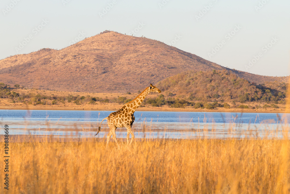 Fototapeta premium Giraffe from South Africa, Pilanesberg National Park. Africa