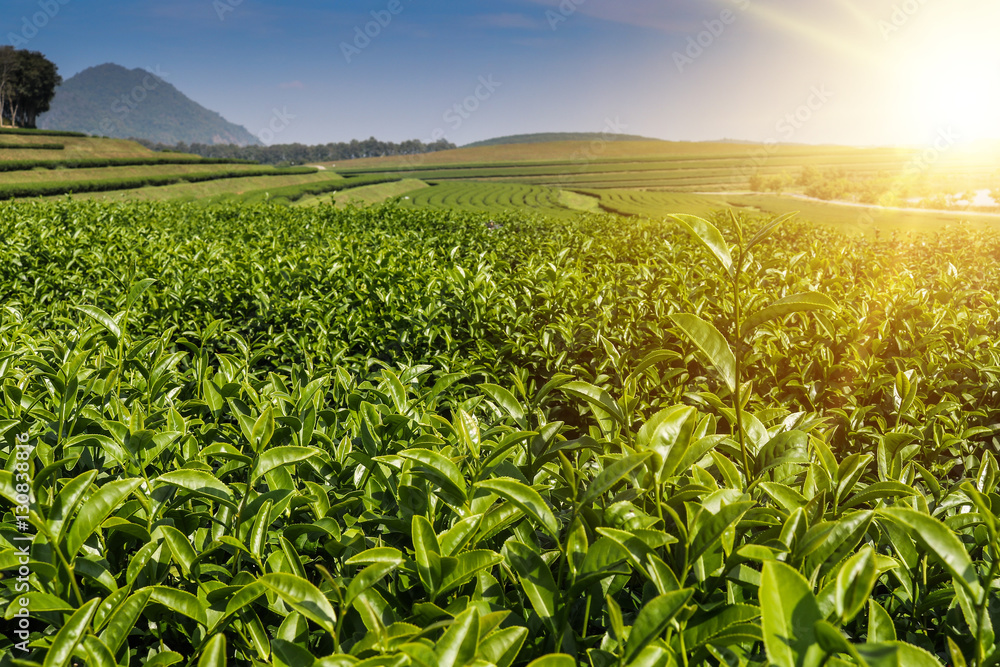 Fototapeta premium green tea plantation landscape