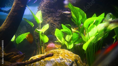 tropical fish in aquarium undervater photo