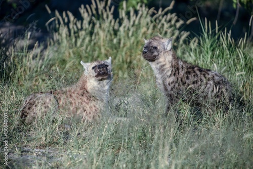 Spotted hyena cubs