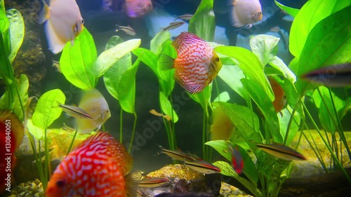 tropical fish in aquarium undervater photo