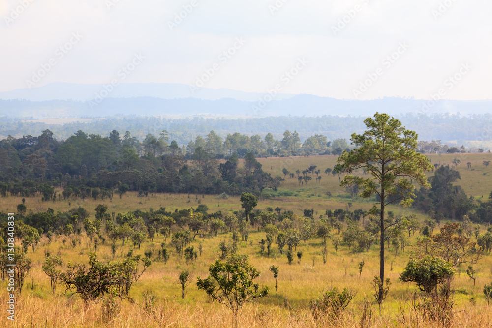 Obraz premium savanna forest with sky