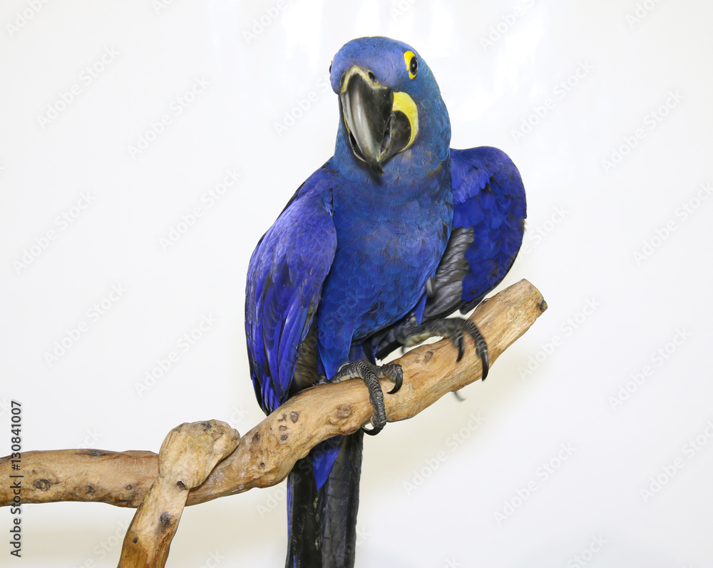 Obraz premium Colorful parrot landed on branch, isolated on white