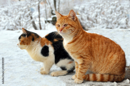 Ginger cat and his girlfriend Anfisa © skostin1951