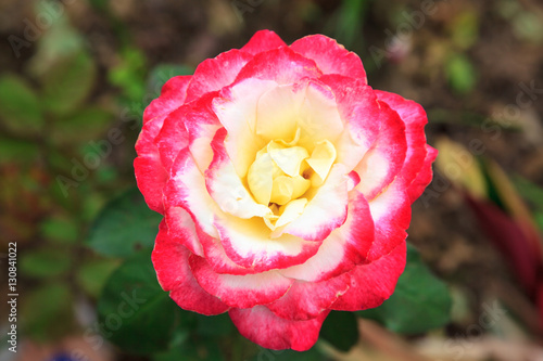Pink white rose close up