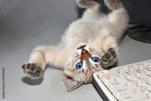 Cat tired of playing