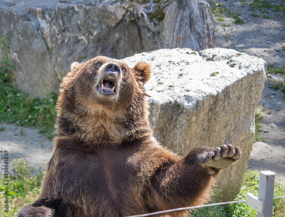 Naklejka premium The brown bear waves a paw and growls