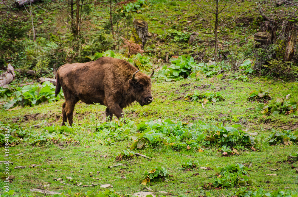 Herd of Bisons and calf at Bialowieza National Park