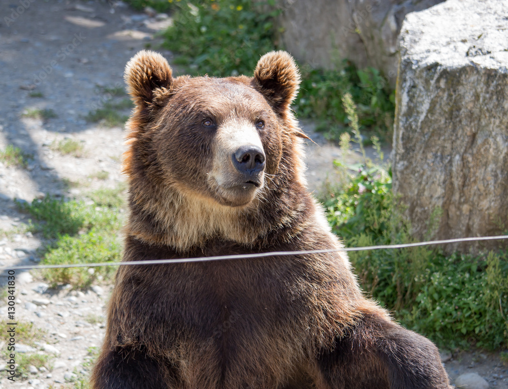 Obraz premium The brown bear sits in the zoo
