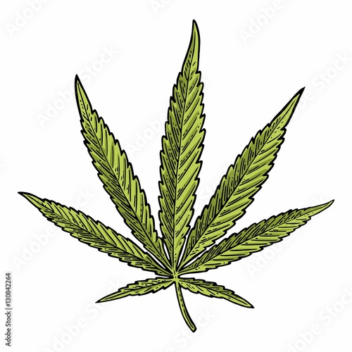 Marijuana leaf. Vintage black vector engraving illustration