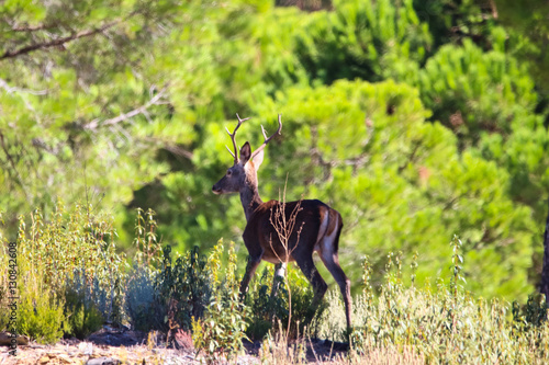 Sweet landscape of deer in Huelva mountains, Andalusia, Spain © Alfredo