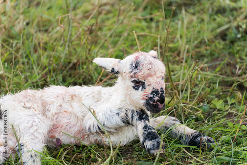 Newborn sheep detail