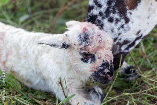 Newborn sheep detail