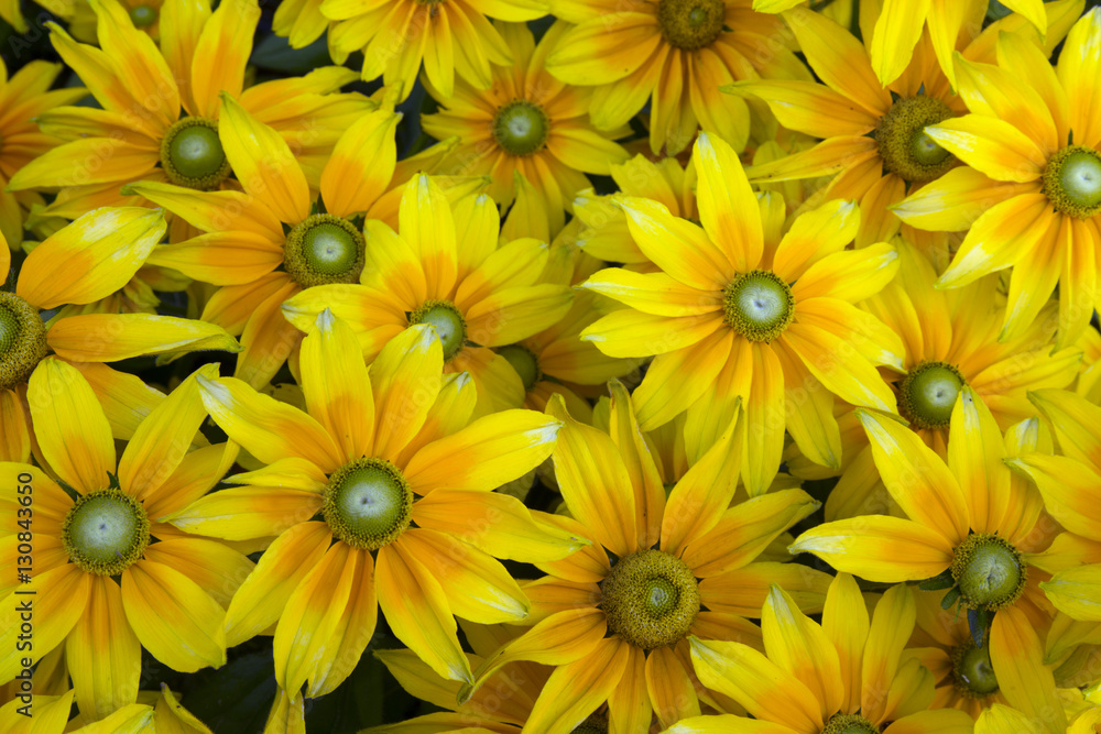 Rudbeckia Praire Sun in garden border Rudbeckia Praire Sun in garden border