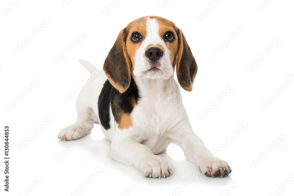 Liegender Beagle Welpe