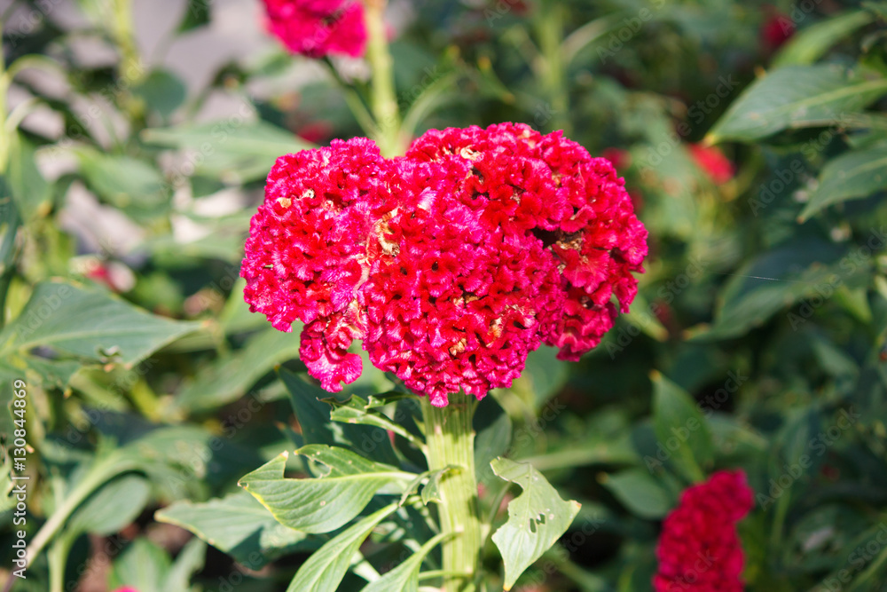 beautiful red flower beautiful red flower