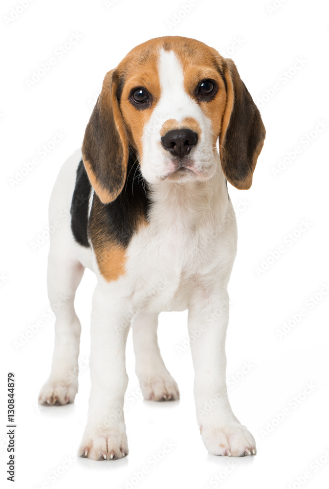 Stehender Beagle Welpe