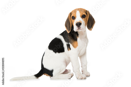 Photos Beagle Welpe