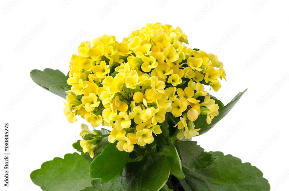 Kalanchoe blossfeldiana Kalanchoe blossfeldiana