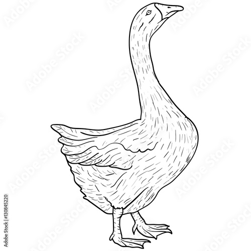 Sketch grey goose on a white background. Vector illustration.