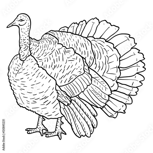 Sketch black turkey on a white background. Vector illustration.