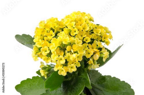 Fototapeta Naklejka Na Ścianę i Meble -  Kalanchoe blossfeldiana