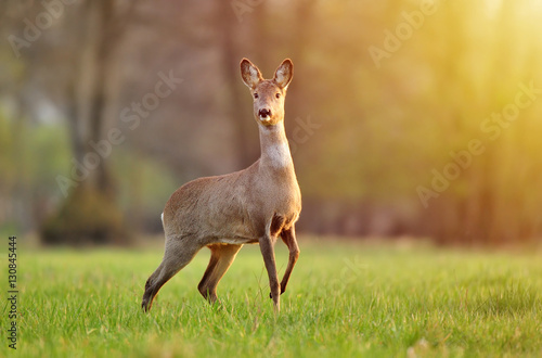 Fotografie Wild roe deer in a field