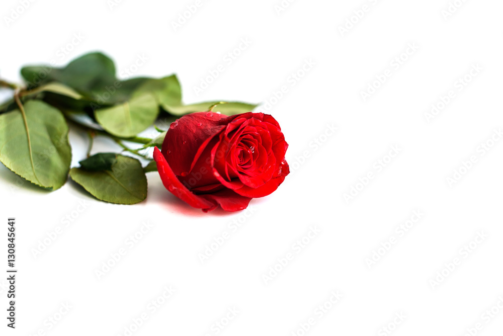 Fototapeta premium Red rose isolated on white background