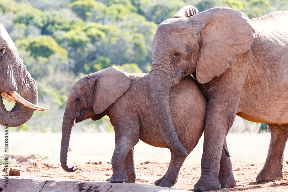 Obraz premium Elephant with her trunk on her baby