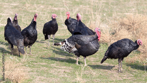 farm turkeys outdoors