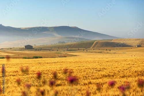 Rural landscape spring. Between Apulia and Basilicata:wheat field at dawn.ITALY. Hilly country:in the background abandoned farmhouses and bales of hay. photo