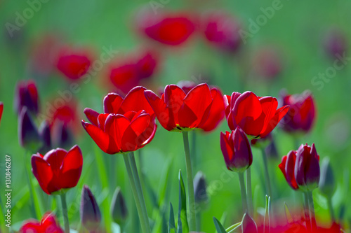 Tulips in flower Swaffham Norfolk photo