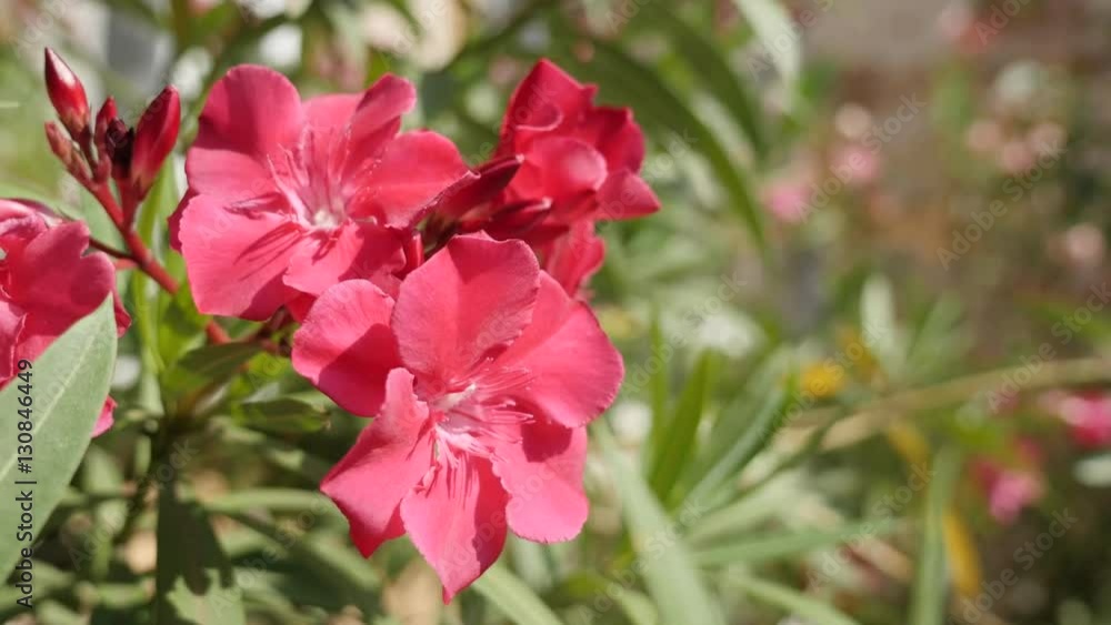 Elegant pink Nerium oleander flower in the garden close-up 4K 2160p 30fps UltraHD footage - Shallow DOF Apocynaceae dogbane family tree shrub plant 3840X2160 UHD video Elegant pink Nerium oleander flower in the garden close-up 4K 2160p 30fps UltraHD footage - Shallow DOF Apocynaceae dogbane family tree shrub plant 3840X2160 UHD video
