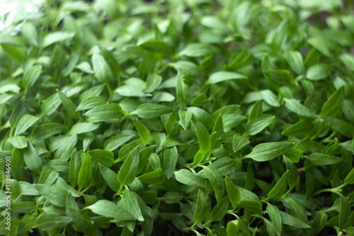 Wallpaper Mural Seedling, small pepper seedlings growing, background Torontodigital.ca