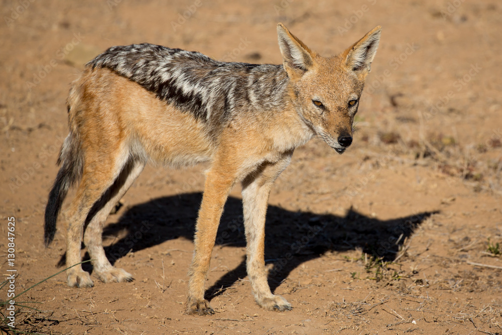 Black Backed Jackal from Africa Black Backed Jackal from Africa