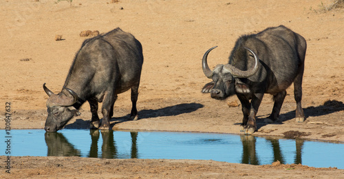 Buffalo Bulls with Large Horns at Waterhole