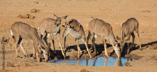 Impala Antelope Quenching Thirst