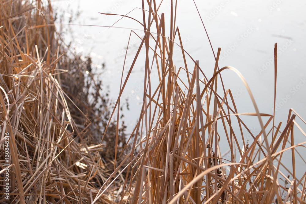 bulrush outdoors in autumn bulrush outdoors in autumn