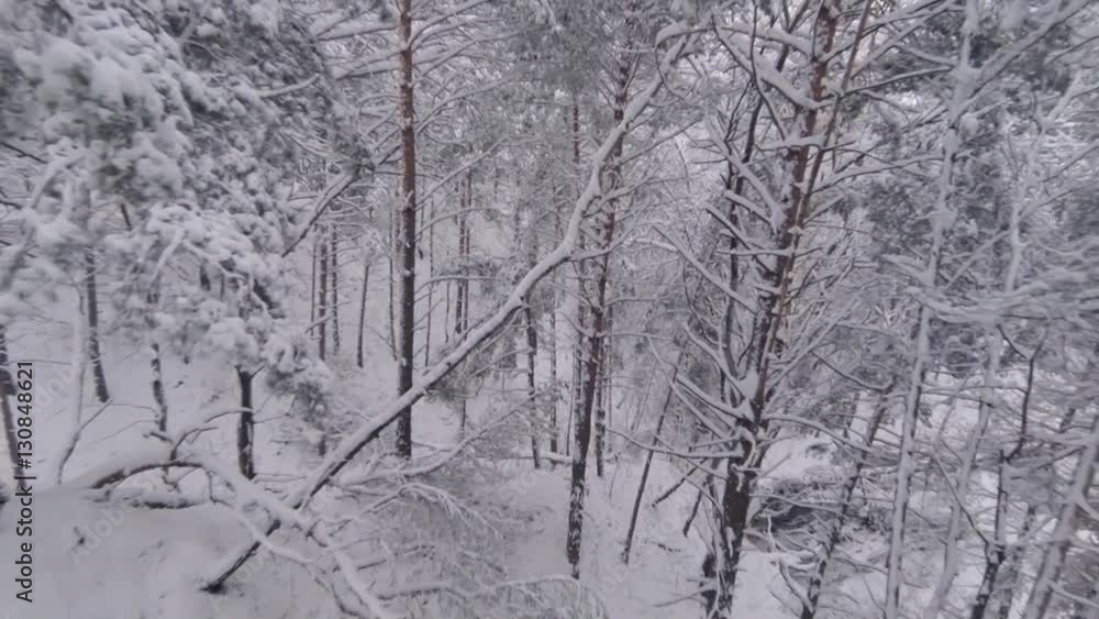 Aerial Shot. Flying Between Trees In The Winter Forest Aerial Shot. Flying Between Trees In The Winter Forest