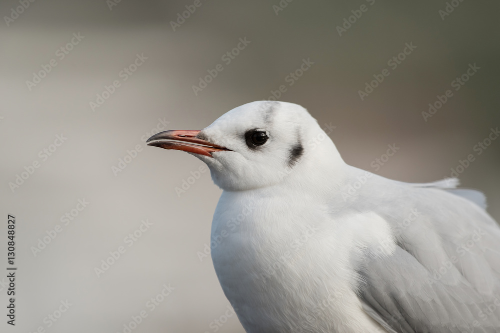 Black-headed Gull, Chroicocephalus ridibundus Black-headed Gull, Chroicocephalus ridibundus