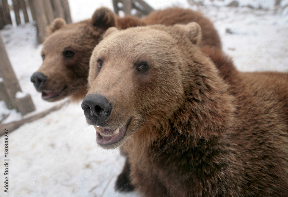 Obraz premium Bears on the farm