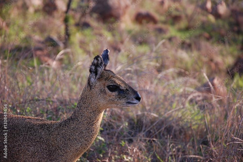 Deer, Kruger park, South Africa Deer, Kruger park, South Africa