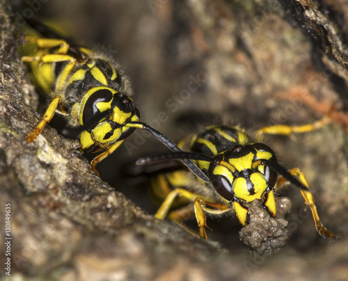 Yellowjacket wasps building nest